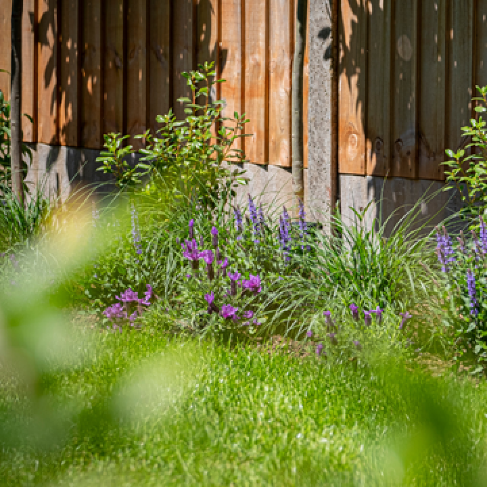 Contemporary soft landscaping with ornamental planting and healthy green lawn